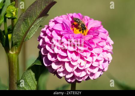 Dahlia „Franz Kafka“ rosa Lavendel Dahlienblume Miniatur Stockfoto