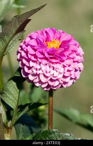 Dahlia „Franz Kafka“ rosa Lavendelblume in Miniatur-Dahlienblume Stockfoto