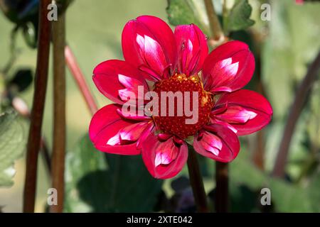 Dahlia „Hootenanny Swan Island“ Stockfoto