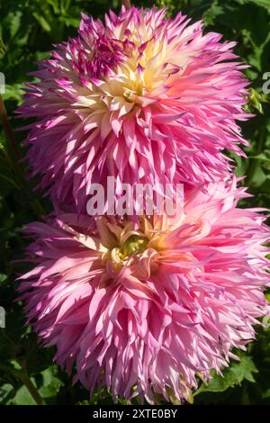 Dahlia „Pinelands Princess“ Blume mit Laciniated Light Blend Stockfoto