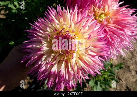 Dahlia „Pinelands Princess“ Blume mit Laciniated Light Blend Stockfoto