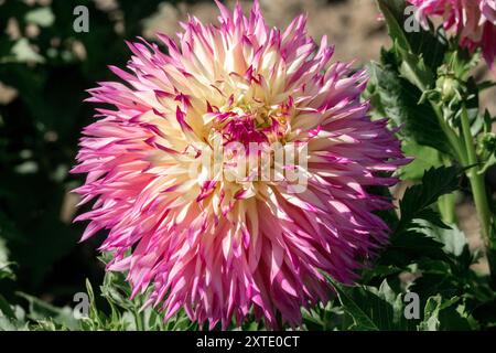 Dahlia „Pinelands Princess“ Blume mit Laciniated Light Blend Stockfoto