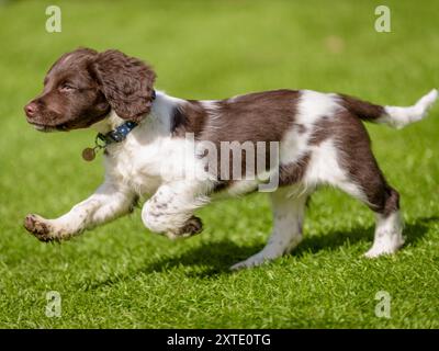 Ein verspielter englischer Springer Spaniel Hündchen, der während eines sonnigen Tages fröhlich auf grünem Gras läuft Stockfoto