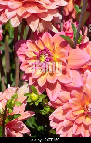 Dekorative Dahlia „Great Silence“ Stockfoto