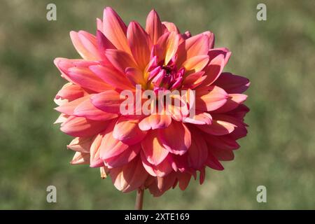 Dekorative Dahlia „Great Silence“ Stockfoto