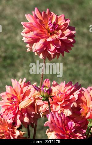 Dekoratives Dahlia-Porträt „Große Stille“ Stockfoto