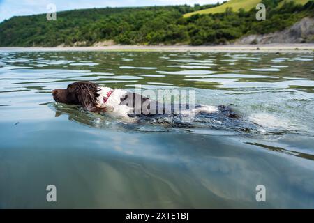 Ein verspielter englischer Springer Spaniel schwimmt fröhlich im klaren Wasser des CEI Bach Strandes und genießt einen warmen Sommertag am Ufer. Stockfoto