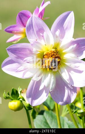 Collarette Lavendel Dahlia „Teesbrooke Audrey“ Dahlienblüte Stockfoto