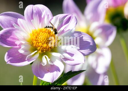 Collarette Lavendel Dahlia „Teesbrooke Audrey“ Dahlia Blume Insekt kleine Wasp, Asteraceae Stockfoto