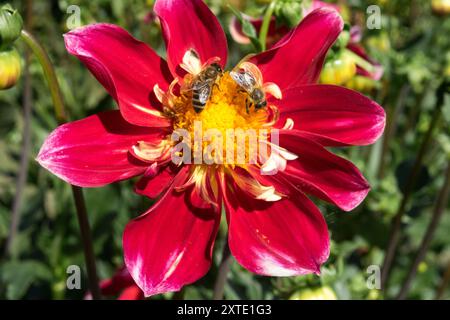 Dahlia 'Drugys' Bienen auf Blume Stockfoto