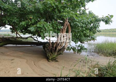 Gefallene Eiche in der Mündung Stockfoto