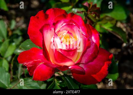 Wunderschöne rote Double Delight Rose Stockfoto