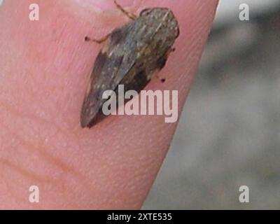 Alder Spittlebug (Aphrophora alni) Insecta Stockfoto