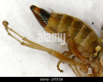 Wolkengarbenfliegen (Oxyna flavipennis) Insecta Stockfoto