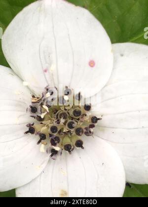 Westliche Bunchberry (Cornus unalaschkensis) Plantae Stockfoto