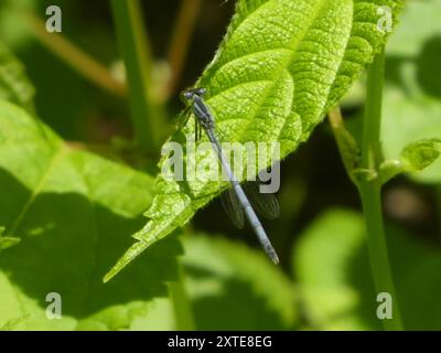 Östlicher Gabelschwanz (Ischnura verticalis) Insecta Stockfoto