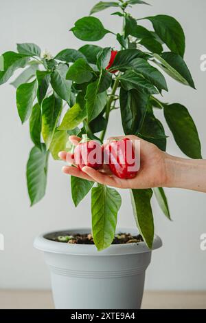 Frau Hand hält zwei frisch gepflückte rote Paprika vor einer Topfpfeffer Pflanze, was die Gartenarbeit und die Bio-Ernte hervorhebt. Stockfoto