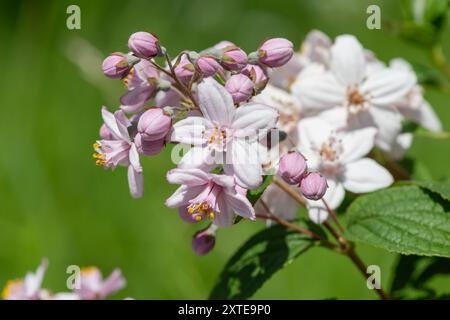 Nahaufnahme der Blüten von Deutzia Mont Rose in Blüte Stockfoto