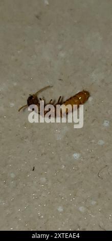 Webspinner (Embioptera) Insecta Stockfoto