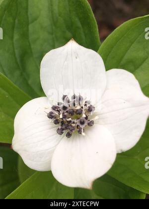 Westliche Bunchberry (Cornus unalaschkensis) Plantae Stockfoto