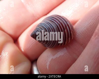 Blaugeringte Spitzenschnecke (Calliostoma ligatum) Mollusca Stockfoto