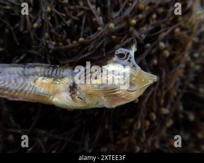Plainfin Midshipman (Porichthys notatus) Actinopterygii Stockfoto