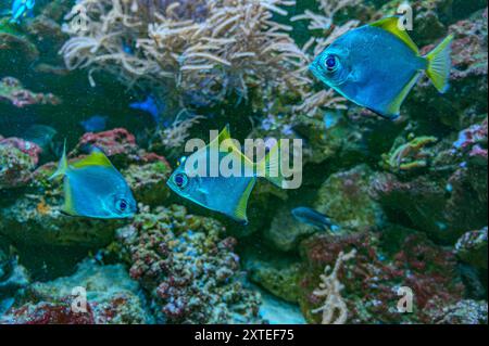 Farbenfrohe Engel schwimmen anmutig in einem lebendigen Korallenriff. Stockfoto