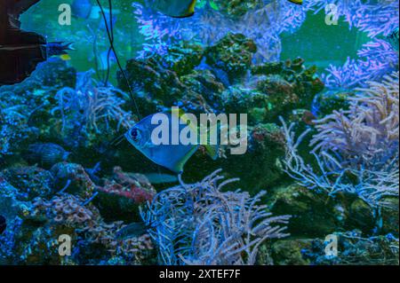 Farbenfrohe Engel schwimmen anmutig in einem lebendigen Korallenriff. Stockfoto