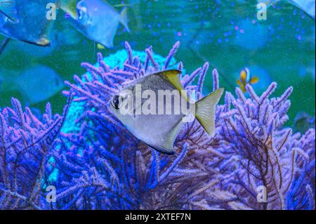 Farbenfrohe Engel schwimmen anmutig in einem lebendigen Korallenriff. Stockfoto