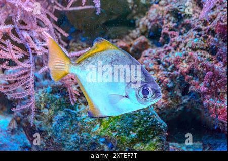 Farbenfrohe Engel schwimmen anmutig in einem lebendigen Korallenriff. Stockfoto