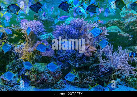 Farbenfrohe Engel schwimmen anmutig in einem lebendigen Korallenriff. Stockfoto