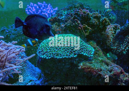 Farbenfrohe Engel schwimmen anmutig in einem lebendigen Korallenriff. Stockfoto