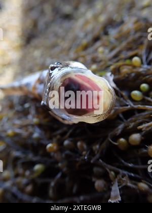 Plainfin Midshipman (Porichthys notatus) Actinopterygii Stockfoto