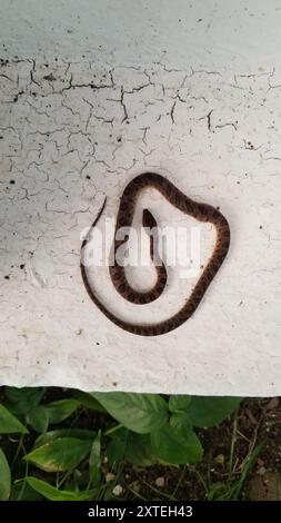 Rhombische Katzenaugenschlange (Leptodeira rhombifera) Reptilia Stockfoto