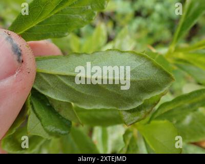 Weißblütige Rhododendron (Rhododendron albiflorum) Plantae Stockfoto