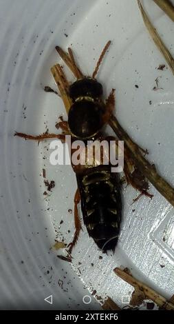 (Staphylinus caesareus) Insecta Stockfoto