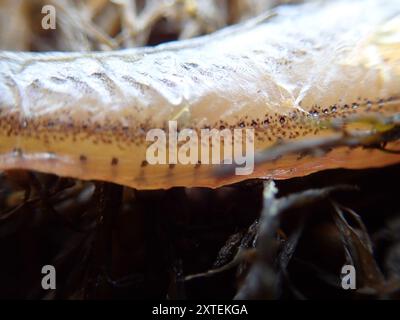 Plainfin Midshipman (Porichthys notatus) Actinopterygii Stockfoto