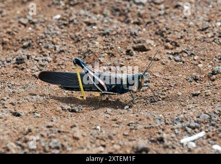 Große gemalte Heuschrecke, Schistocerca melanocera, sáska, Nördliche Seymour-Insel, Galápagos-Inseln, Ecuador, Südamerika Stockfoto