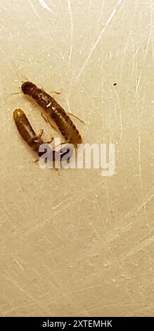 Webspinner (Embioptera) Insecta Stockfoto