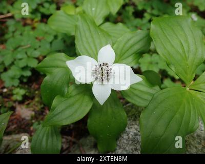 Westliche Bunchberry (Cornus unalaschkensis) Plantae Stockfoto