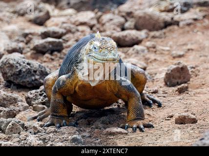 Galapagos Land Leguana, Drusenkopf, Iguane terrestre des Galapagos, Conolophus subcristatus, leguán, Nordseymour Insel, Galápagos, Ecuador Stockfoto