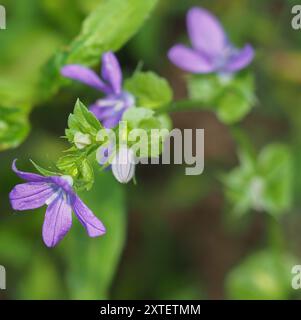 Die Plantae der Venus aus Glas (Triodanis perfoliata) Stockfoto