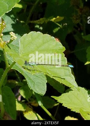 Östlicher Gabelschwanz (Ischnura verticalis) Insecta Stockfoto