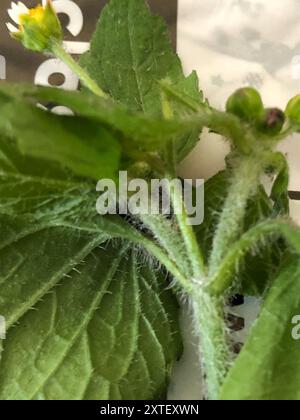 shaggy Soldat (Galinsoga quadriradiata) Plantae Stockfoto