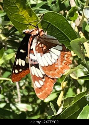 Lorquins Admiral (Limenitis lorquini) Insecta Stockfoto