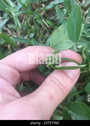 Grassleaf Spurge (Euphorbia graminea) Plantae Stockfoto