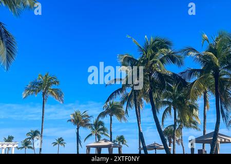 Palmen und Cabanas umgeben einen luxuriösen Hotelpool, der vor einem kobaltblauen Himmel auf ft. Lauderdale Beach. Stockfoto