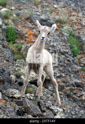 Baby Bighorn Schafe Stockfoto