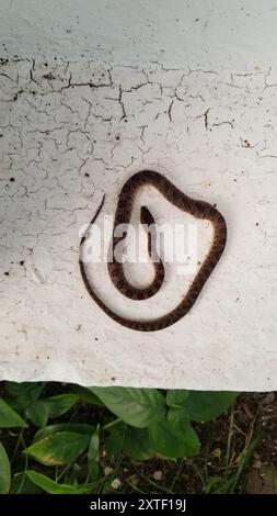 Rhombische Katzenaugenschlange (Leptodeira rhombifera) Reptilia Stockfoto