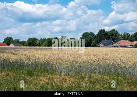 Ackerbau mit Weizenplantagen im deutschen Land um Cloppenburg, Niedersachsen Stockfoto